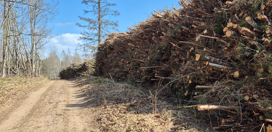 Tauta ziņo: Sēlpils pagastā nocirstas jaunaudzes