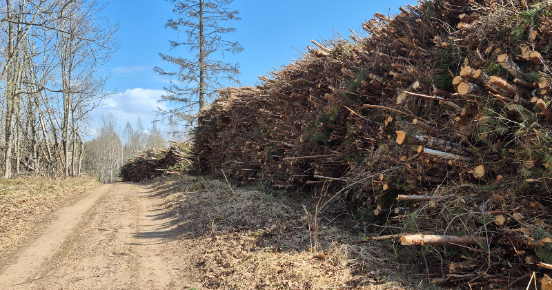 Tauta ziņo: Sēlpils pagastā nocirstas jaunaudzes