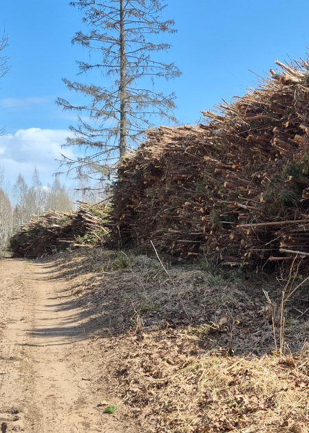 Tauta ziņo: Sēlpils pagastā nocirstas jaunaudzes