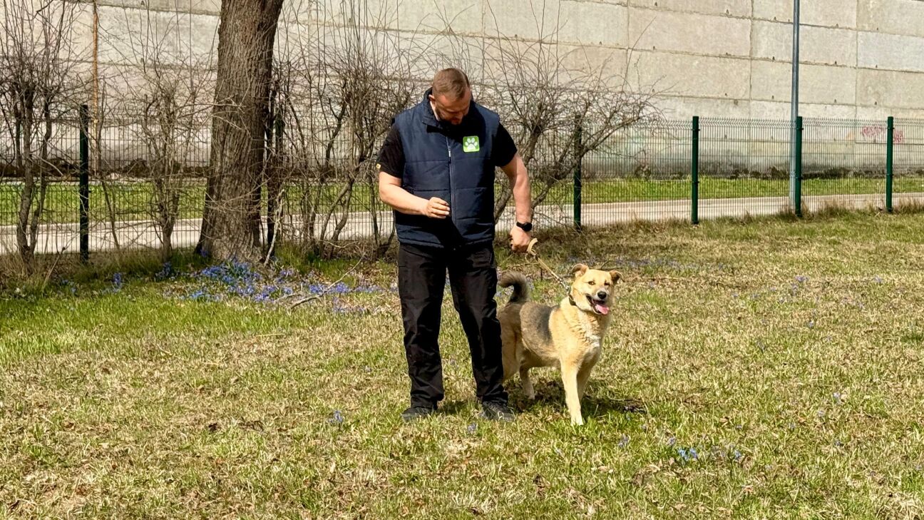 Kinologa vadībā Jēkabpils patversmes suņi apgūst pamatiemaņas