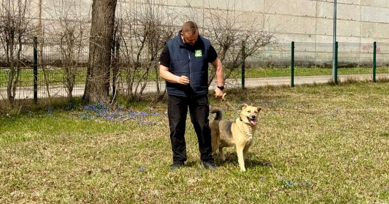 Kinologa vadībā Jēkabpils patversmes suņi apgūst pamatiemaņas