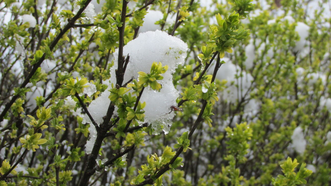 Latvijā gaidāms sals, sniegs un krusa 