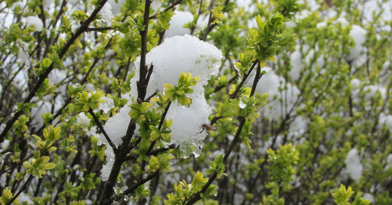 Latvijā gaidāms sals, sniegs un krusa 