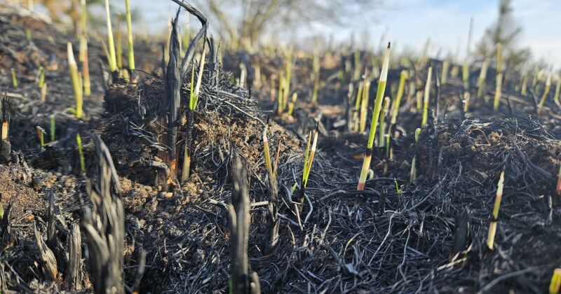 Jēkabpils un Aizkraukles novadā dzēsti pla&scaron;i ugunsgrēki