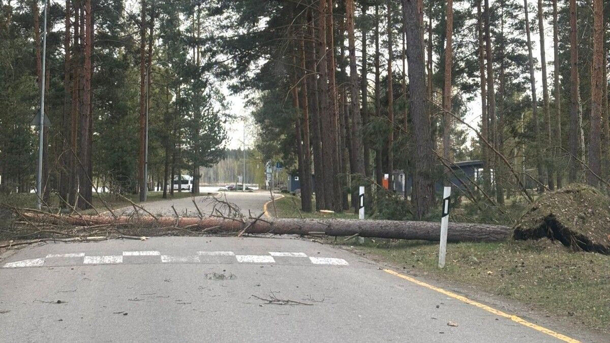Vētra Latvijā rada desmitiem postījumu, Jēkabpils Mežaparkā nogāzusies priede