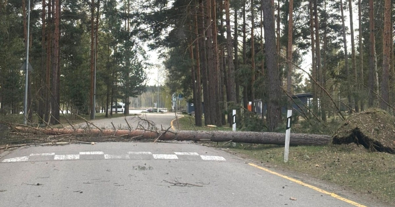 Vētra Latvijā rada desmitiem postījumu, Jēkabpils Mežaparkā nogāzusies priede