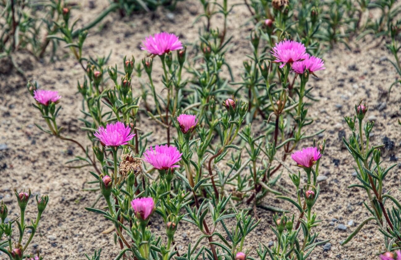 Zīlānu stacijā Jēkabpilī sausums turpinās jau 19 dekādes