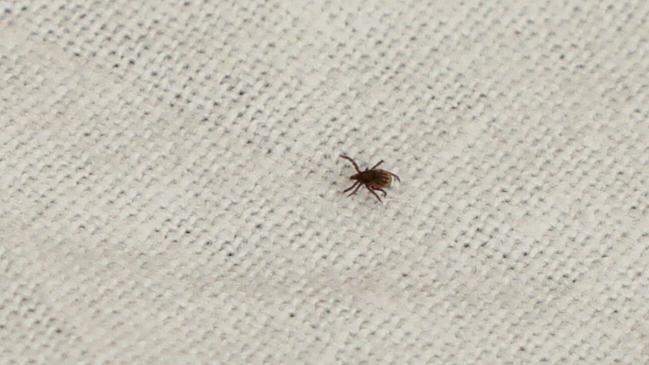Šosezon prognozē augstu ērču aktivitāti – Jēkabpils slimnīcā noņemti jau 12 kaitēkļi