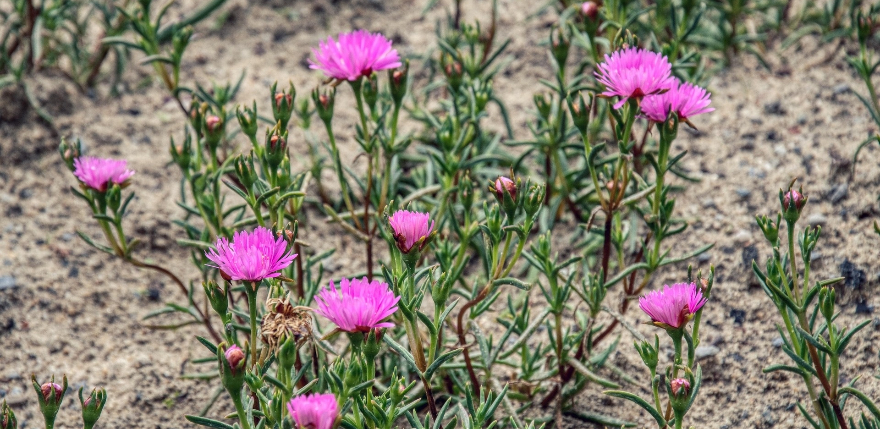 Zīlānu stacijā Jēkabpilī sausums turpinās jau 19 dekādes